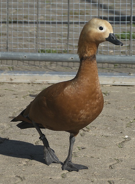大赛还设计
